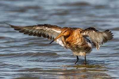 Black-tailed Godwit