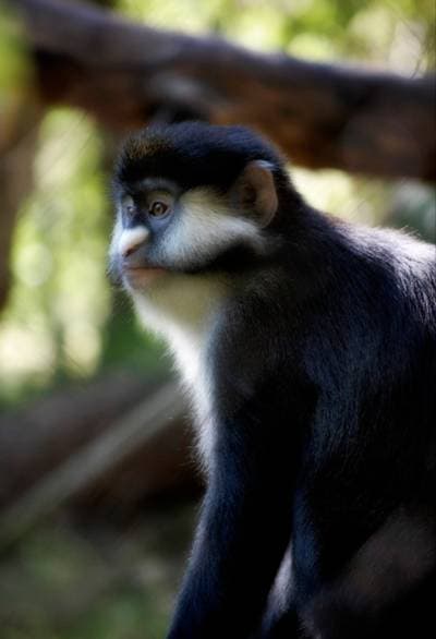 Red-tailed Guenon