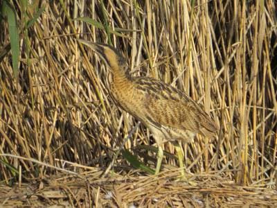 Eurasian Bittern