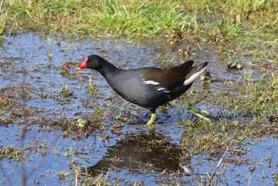 Common Moorhen
