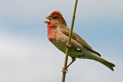 Common Rosefinch