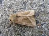 Rosy Rustic
