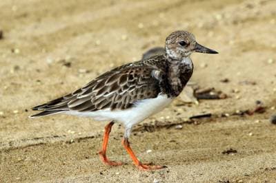 Ruddy Turnstone