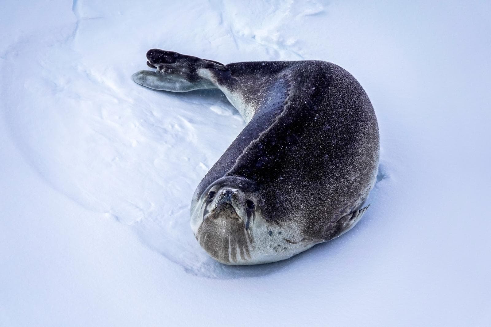 Ross Seal — 2/3