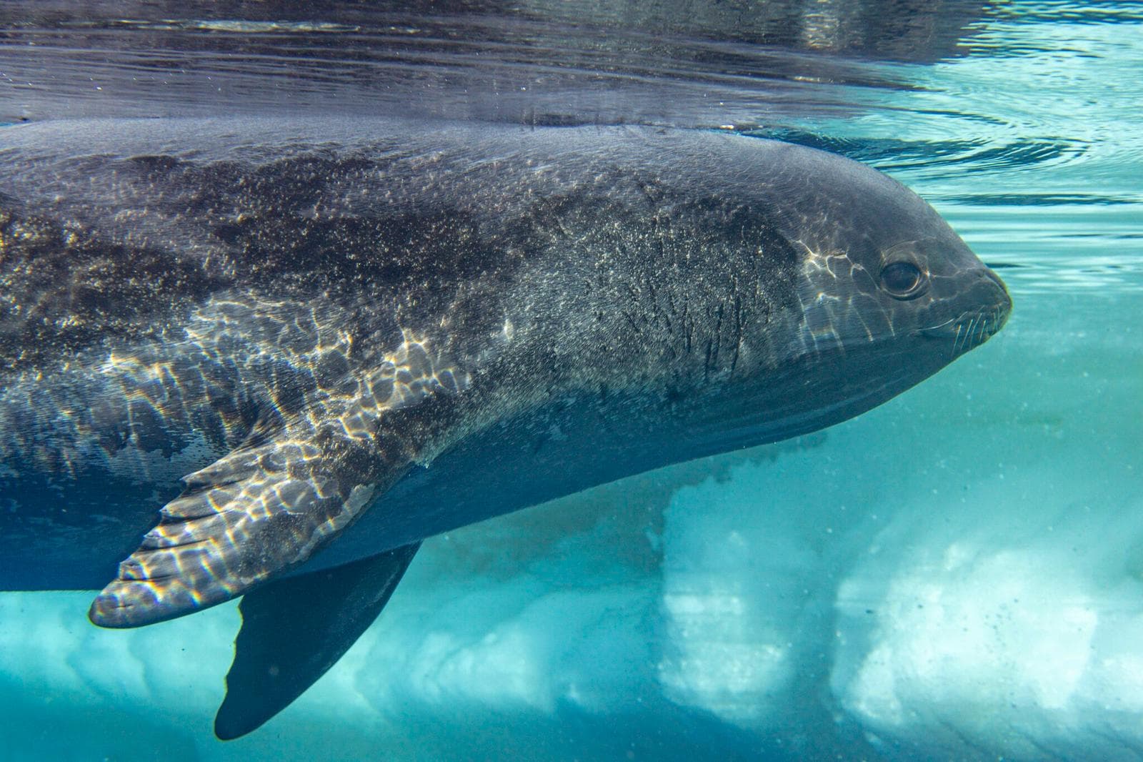 Ross Seal — 3/3