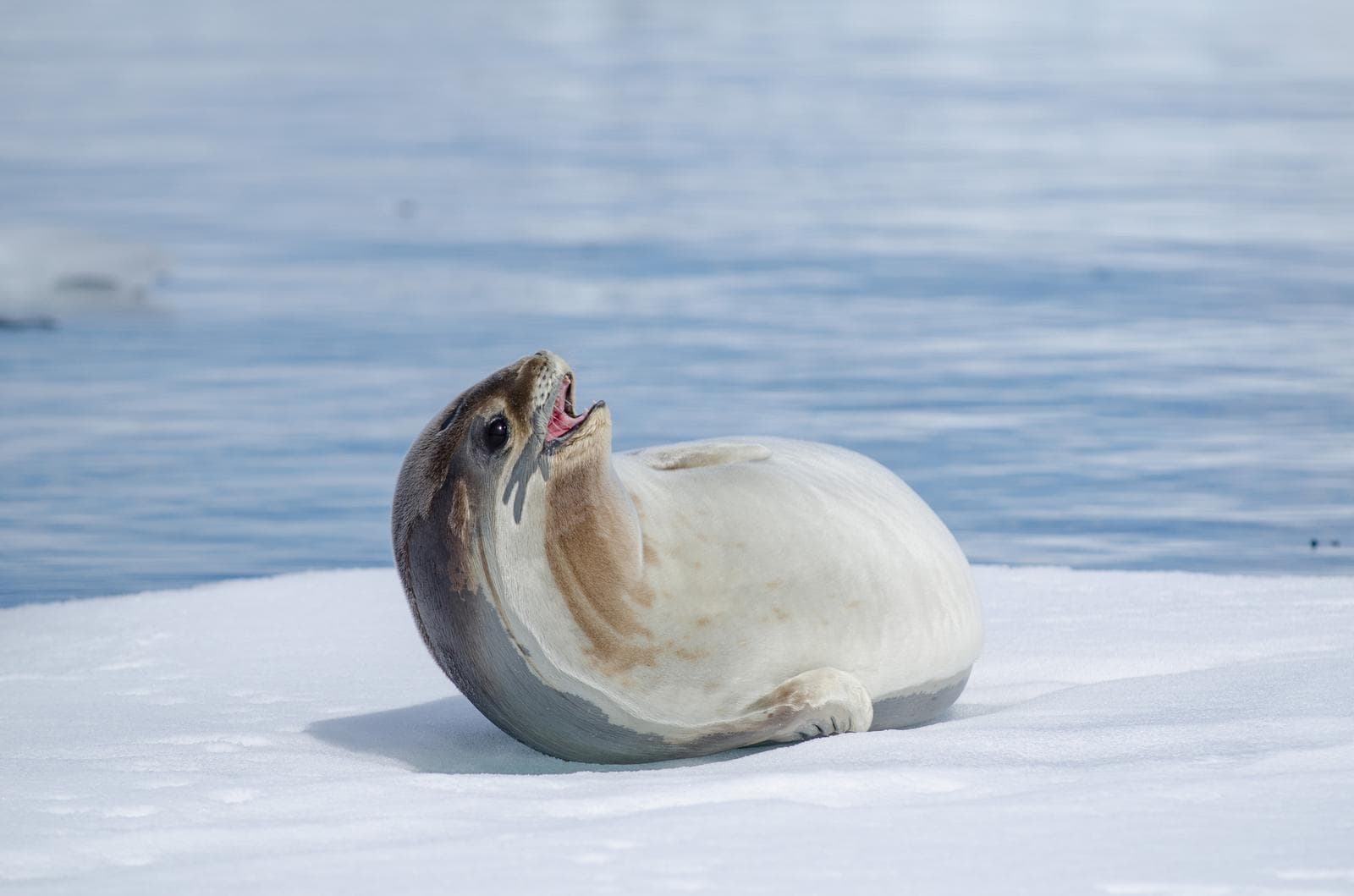 Ross Seal — 1/3