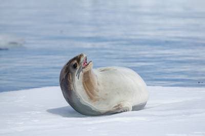 Ross Seal