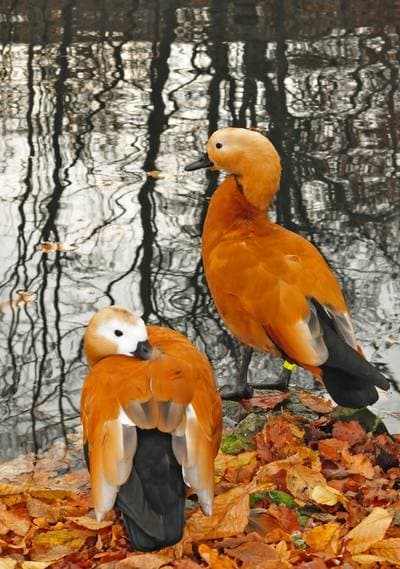 Ruddy Shelduck