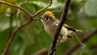 Ruby-Crowned Kinglet