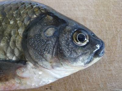 Crucian carp