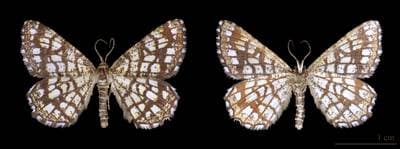 Latticed Heath