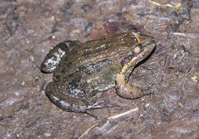 Sabinal Frog