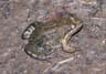 Sabinal Frog