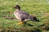 Bean Goose