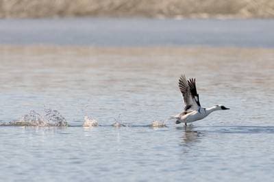 Smew