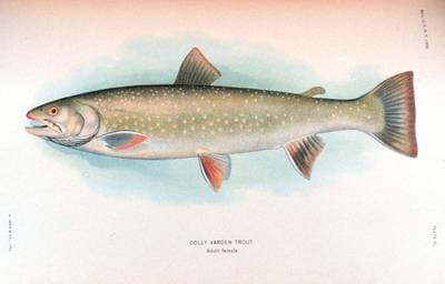 Dolly Varden