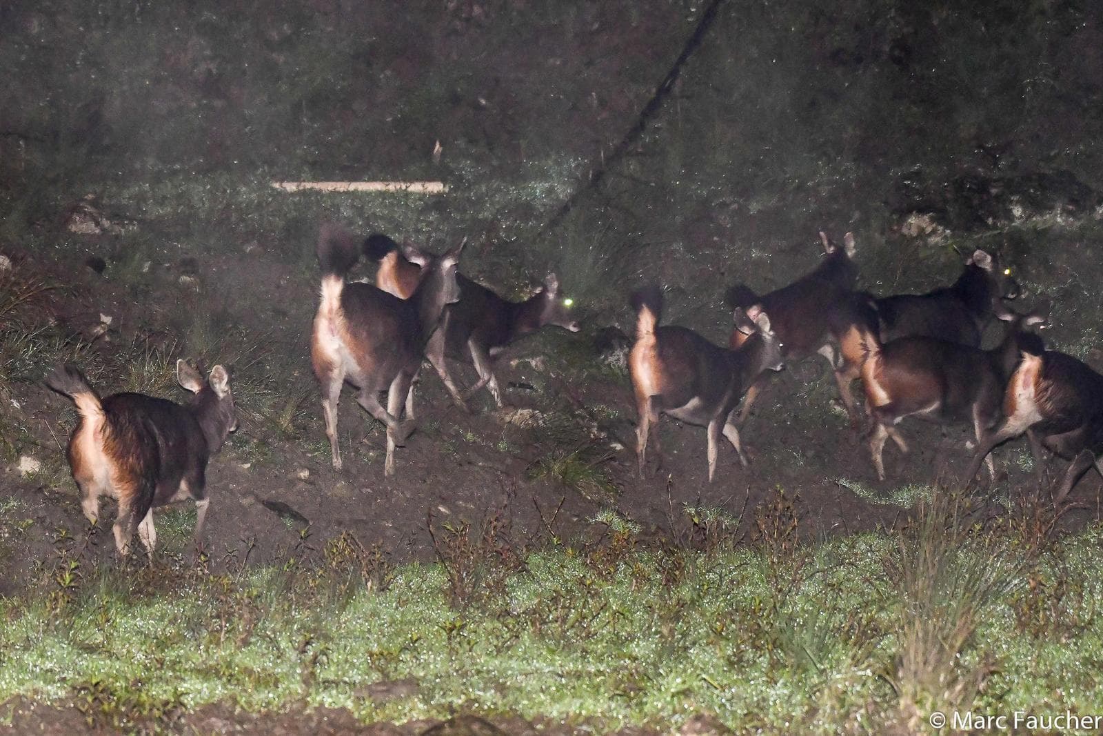 Sambar — 1/3