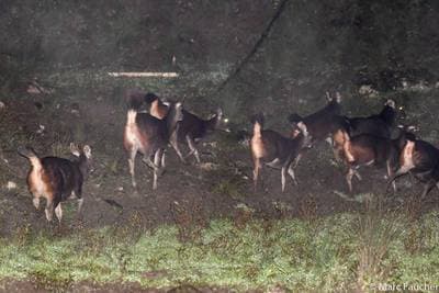 Sambar