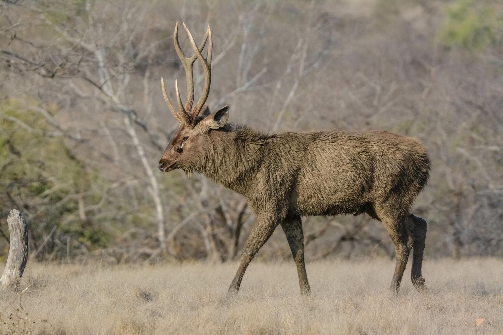 Sambar — 2/3