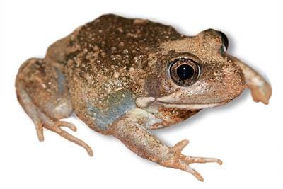 Sand Frog