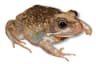 Sand Frog