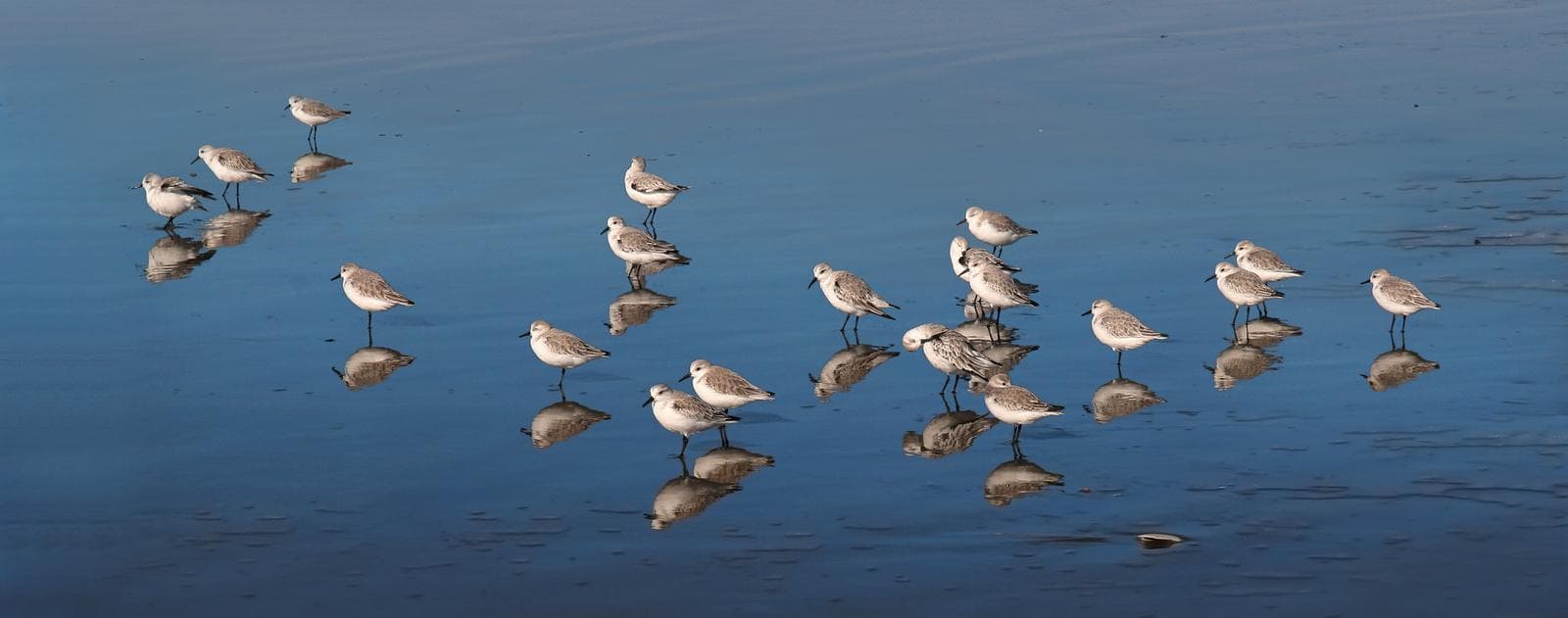 Sanderling — 2/3