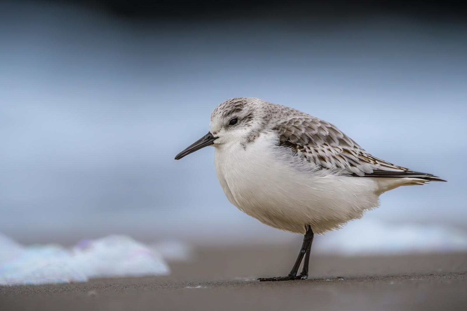 Sanderling — 3/3