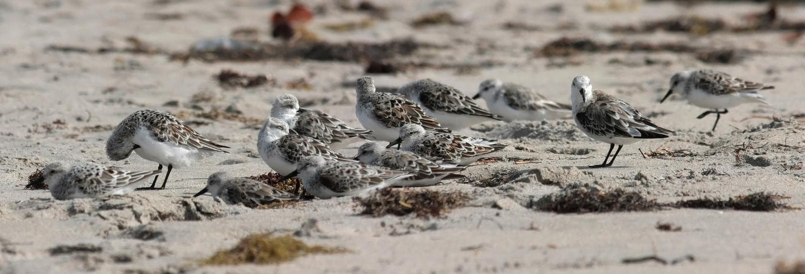 Sanderling — 1/3