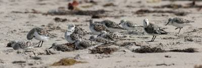 Sanderling