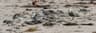 Sanderling
