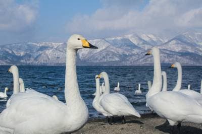 Whooper Swan