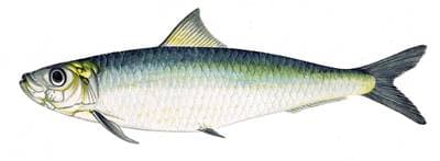 Pilchard