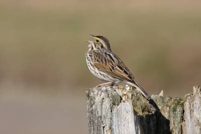 Savannah Sparrow