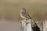 Savannah Sparrow