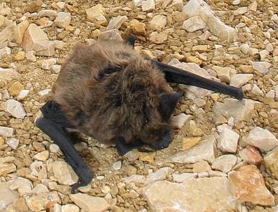 Savi's Pipistrelle