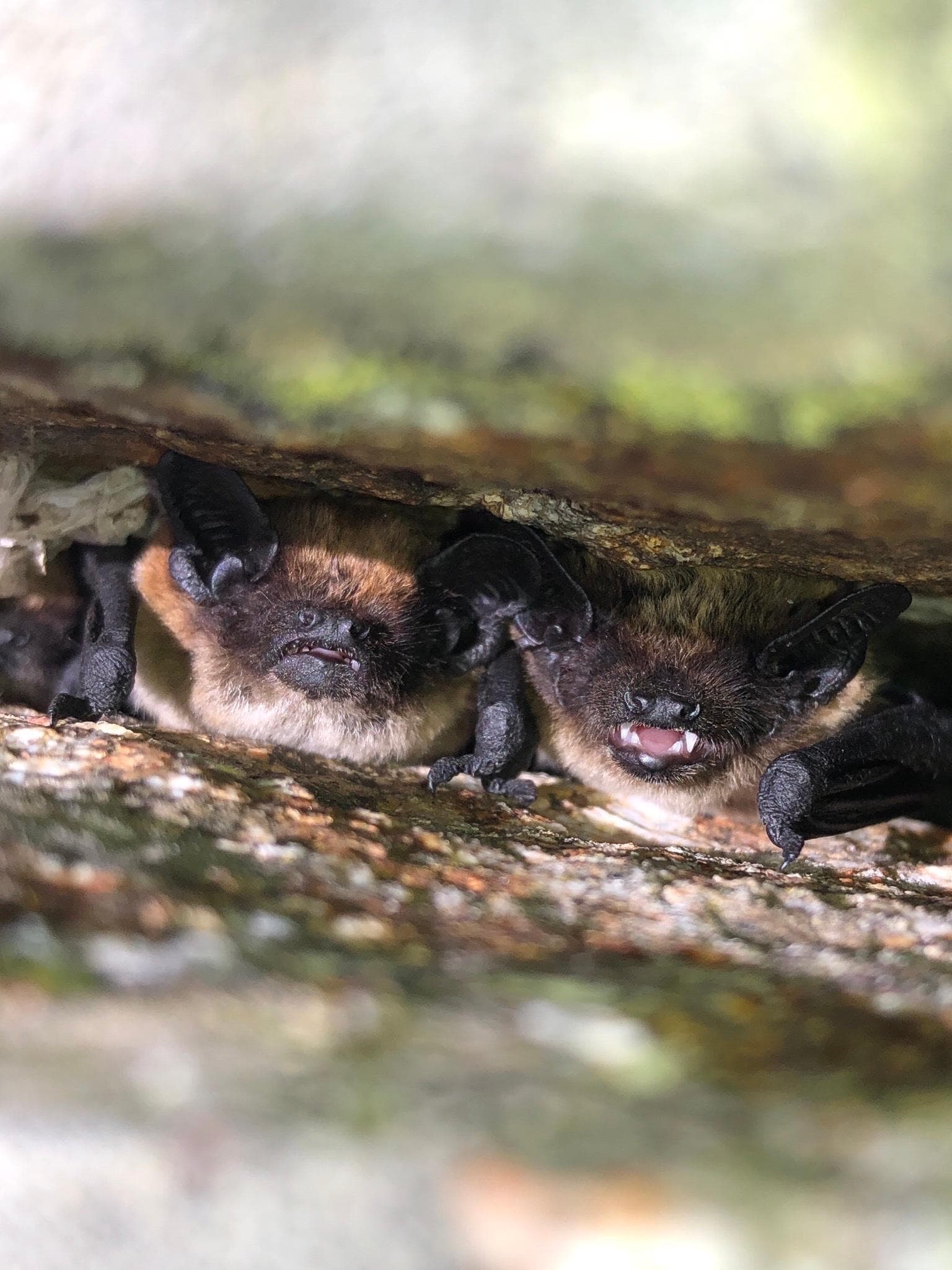 Savi's Pipistrelle — 2/3