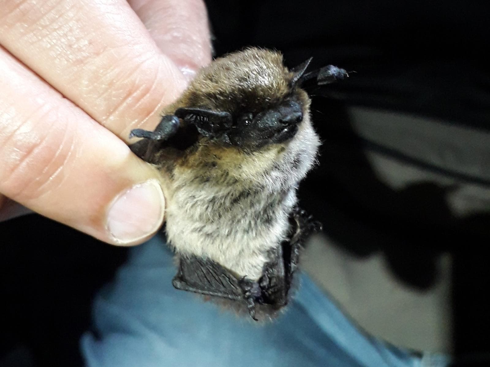 Savi's Pipistrelle — 3/3