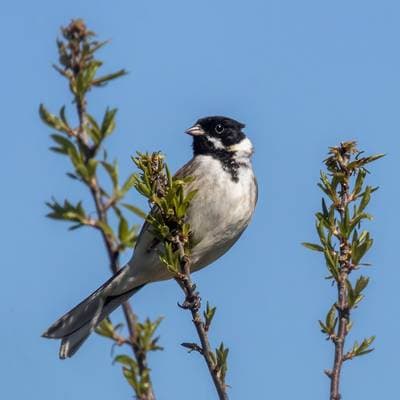 Common Reed Bunting