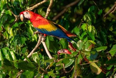 Scarlet Macaw