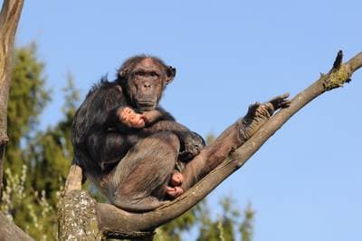 Common Chimpanzee