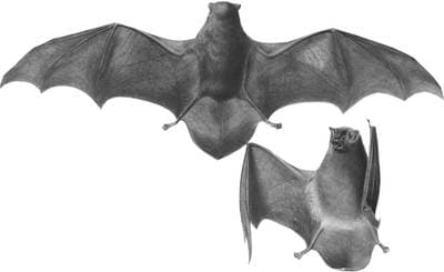 Schreibers' bat