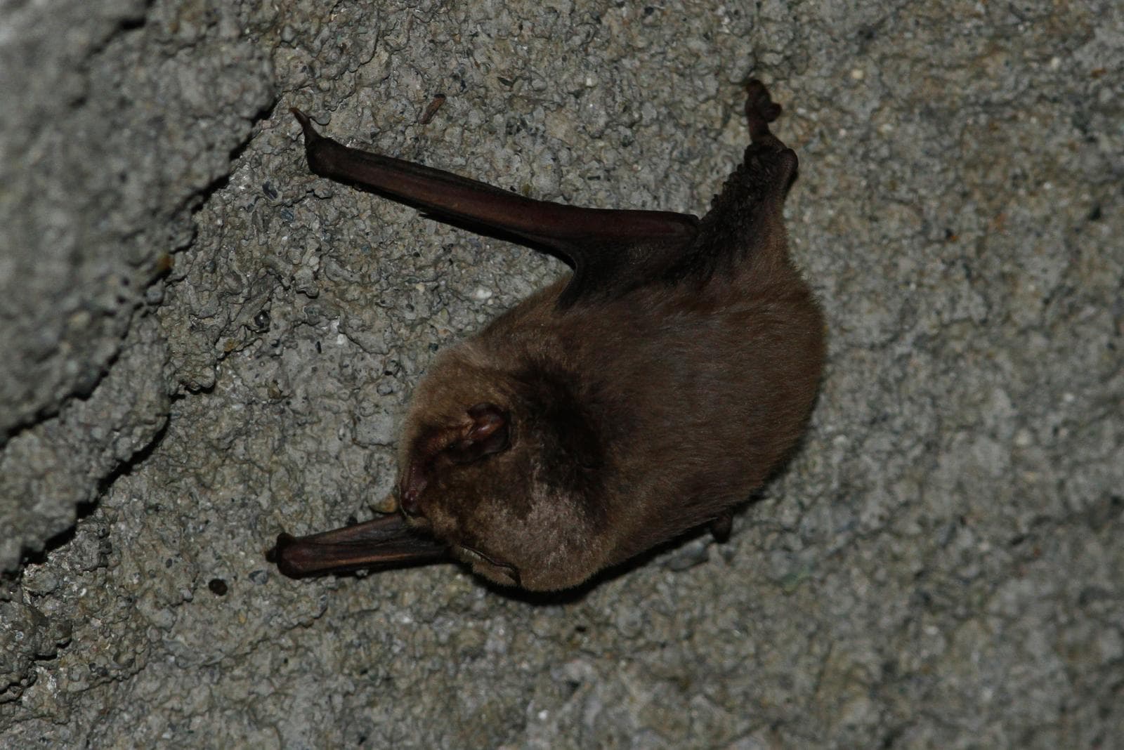 Schreibers' bat — 2/3