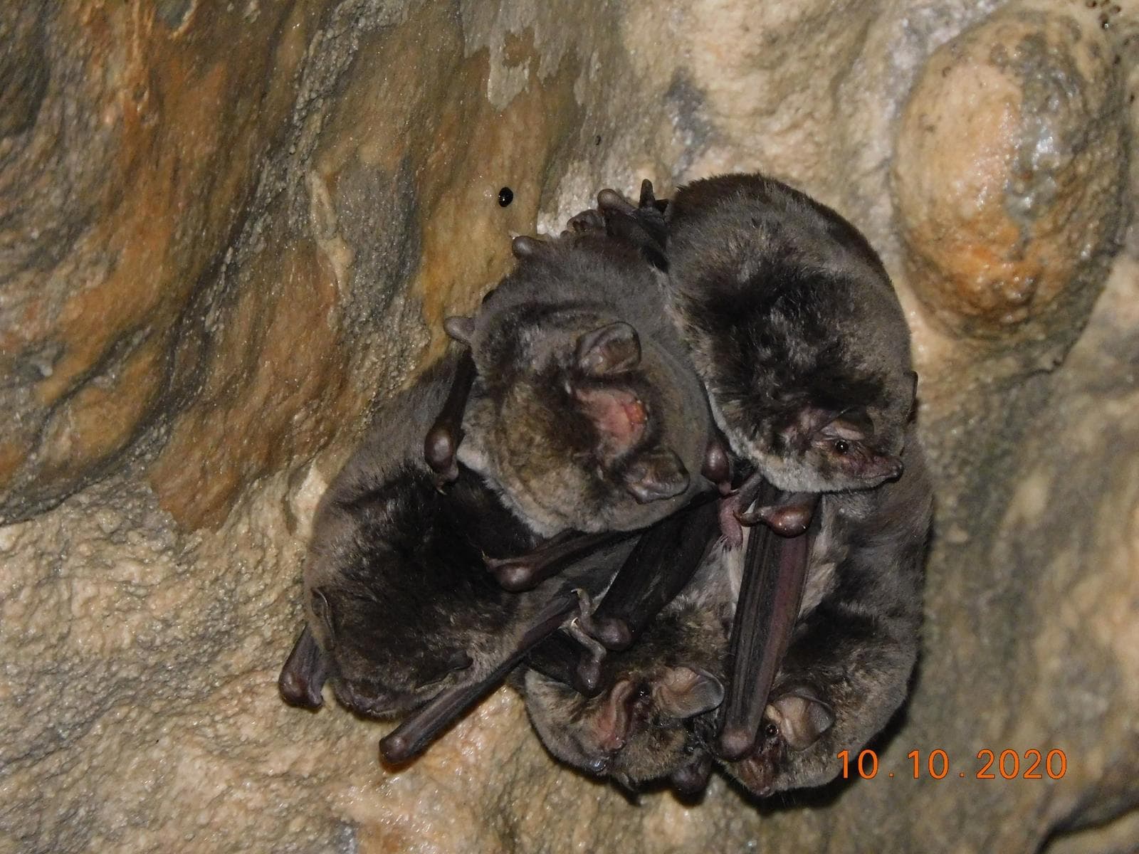 Schreibers' bat — 3/3