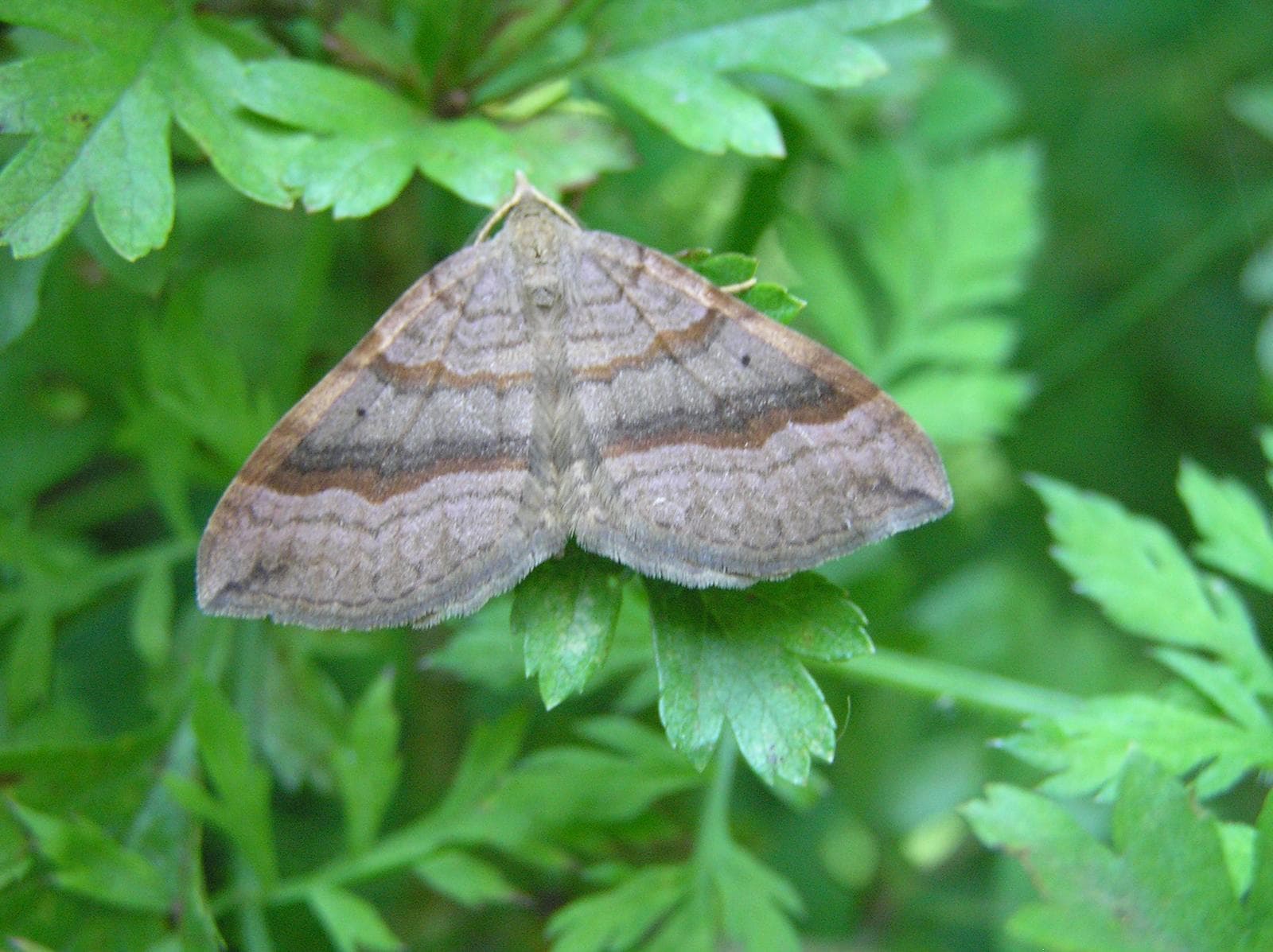 Shaded Broad-bar — 1/3