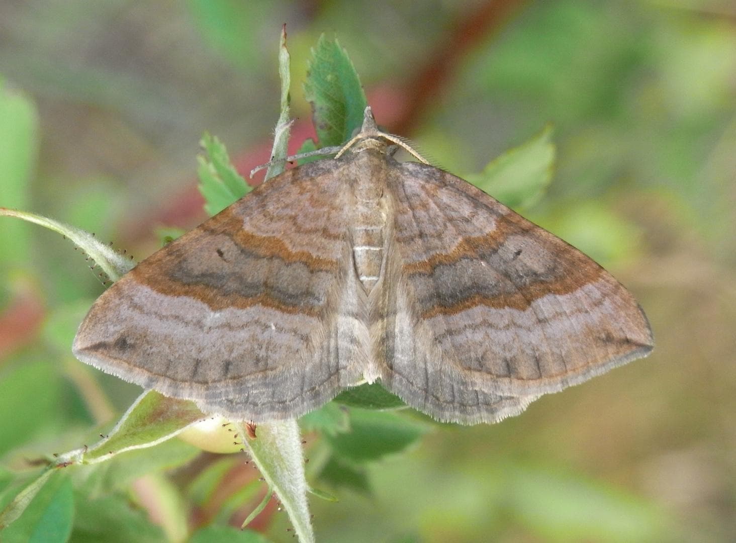 Shaded Broad-bar — 2/3