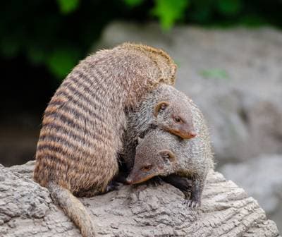 Banded Mongoose