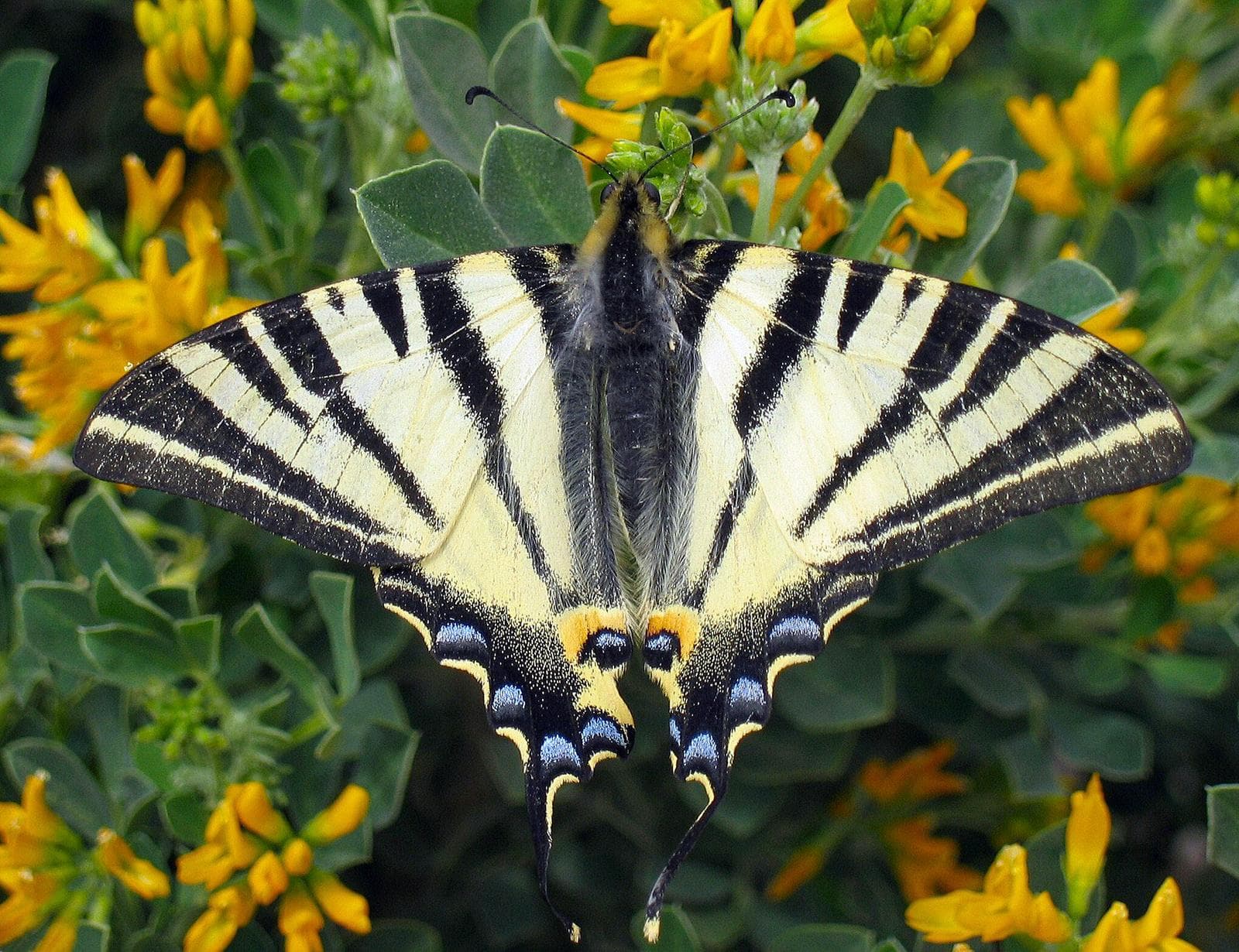 Scarce Swallowtail — 1/3