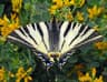 Scarce Swallowtail