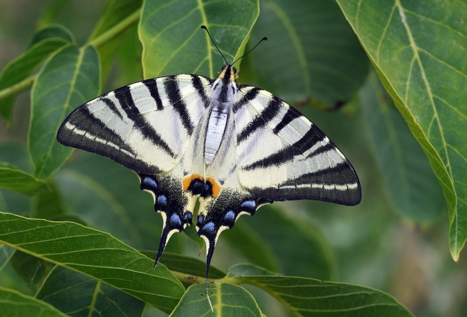 Scarce Swallowtail — 2/3