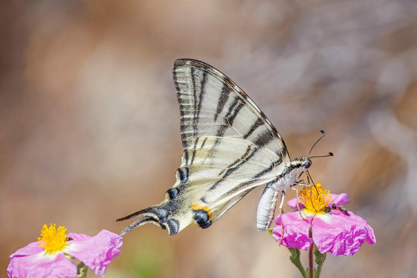 Scarce Swallowtail — 3/3
